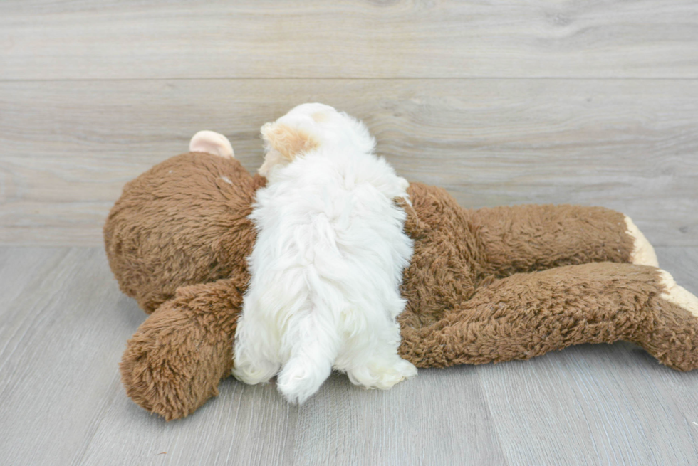 Happy Maltipoo Baby