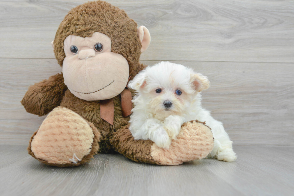 Maltipoo Pup Being Cute