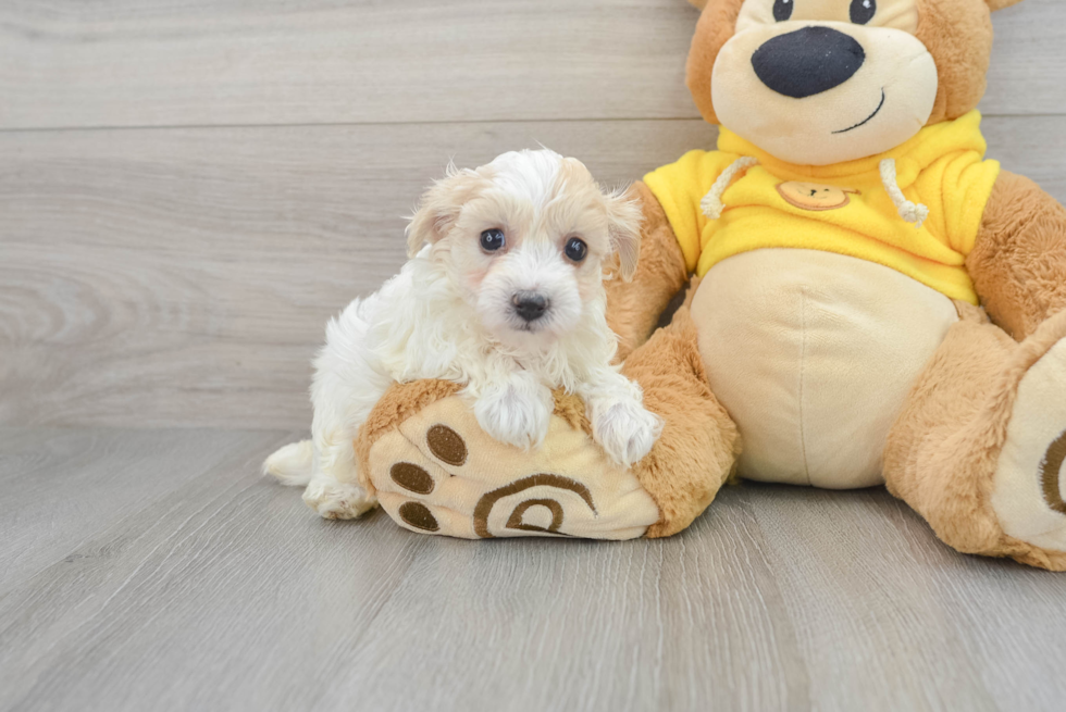 Popular Maltipoo Poodle Mix Pup