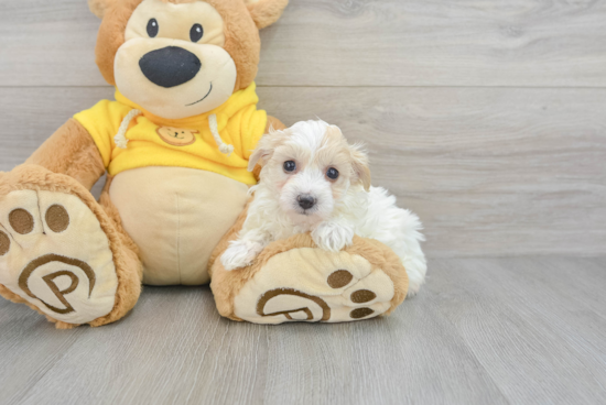 Maltipoo Puppy for Adoption