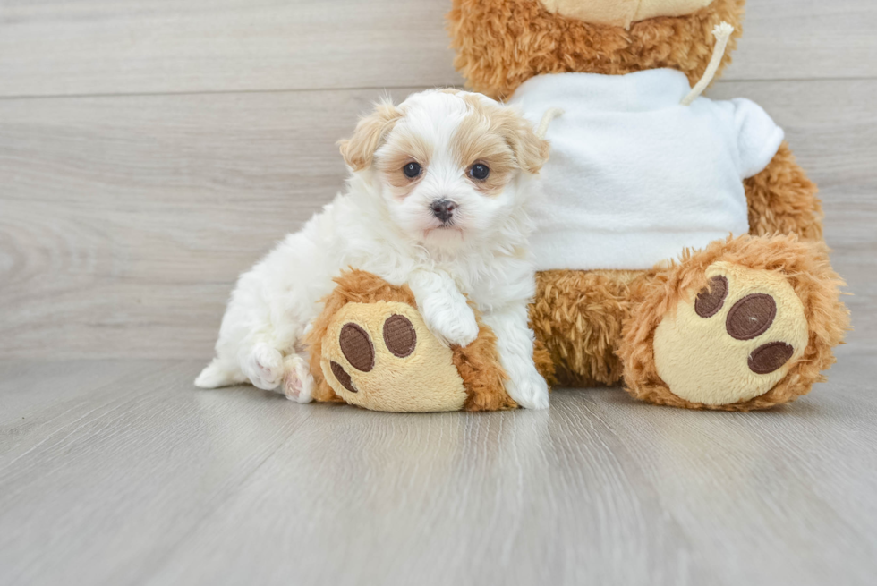 Maltipoo Puppy for Adoption