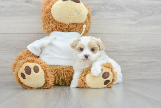 Popular Maltipoo Poodle Mix Pup