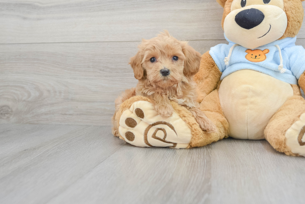 Petite Maltipoo Poodle Mix Pup