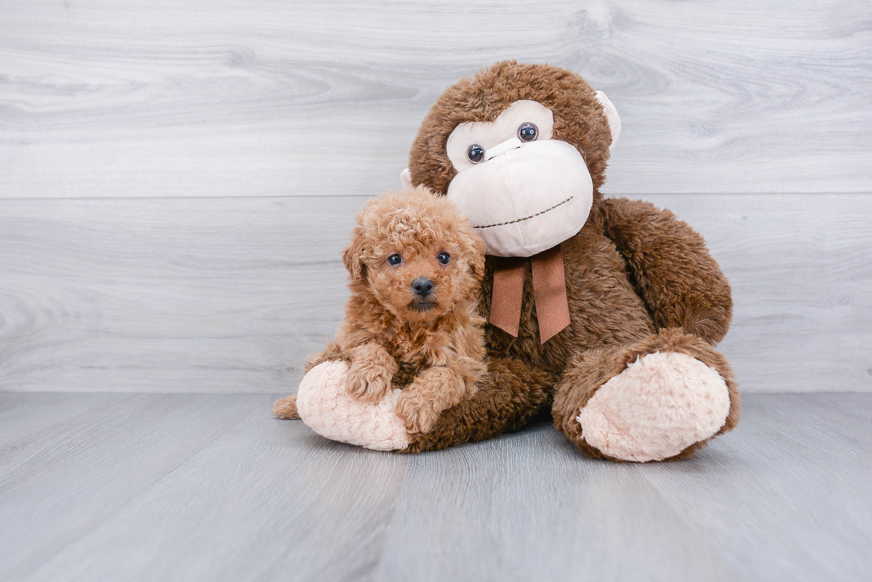 Playful Maltepoo Poodle Mix Puppy
