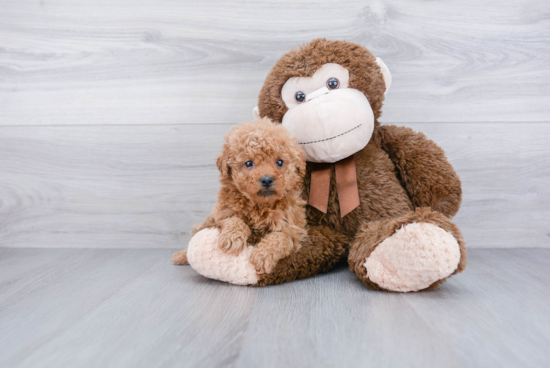 Playful Maltepoo Poodle Mix Puppy