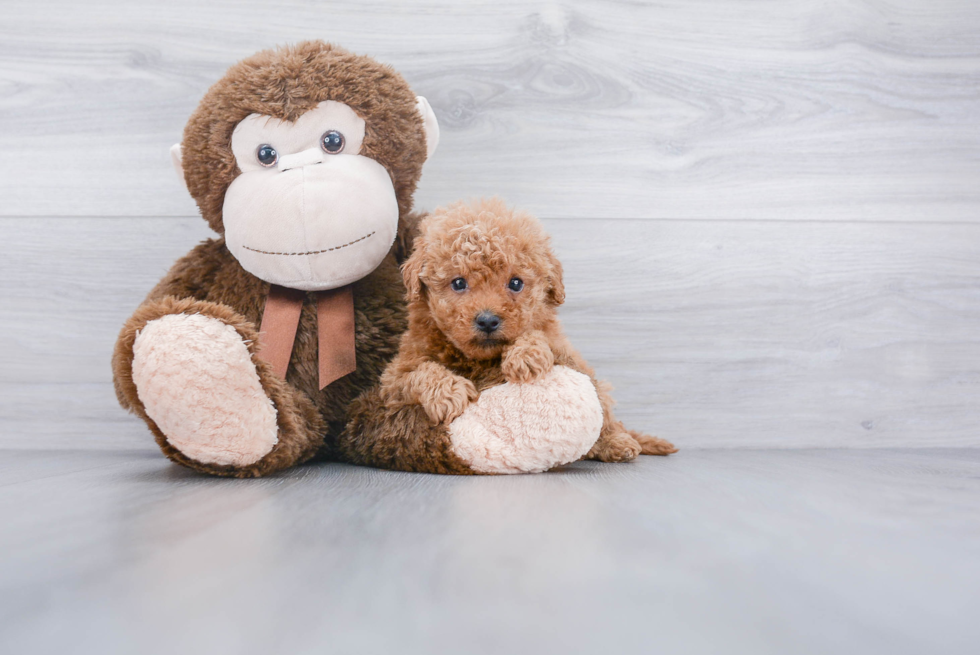 Petite Maltipoo Poodle Mix Pup