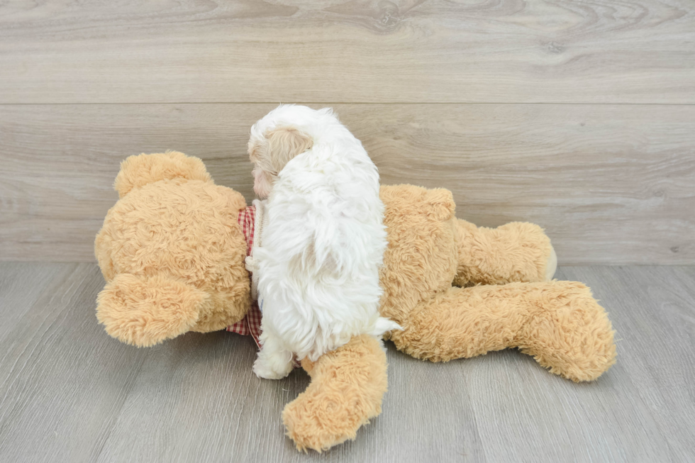 Adorable Malt a Poo Poodle Mix Puppy