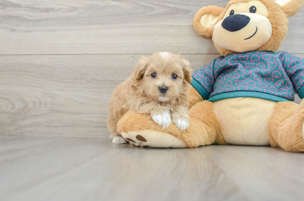 6 week old Maltipoo Puppy For Sale - Premier Pups