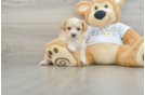 Small Maltipoo Baby