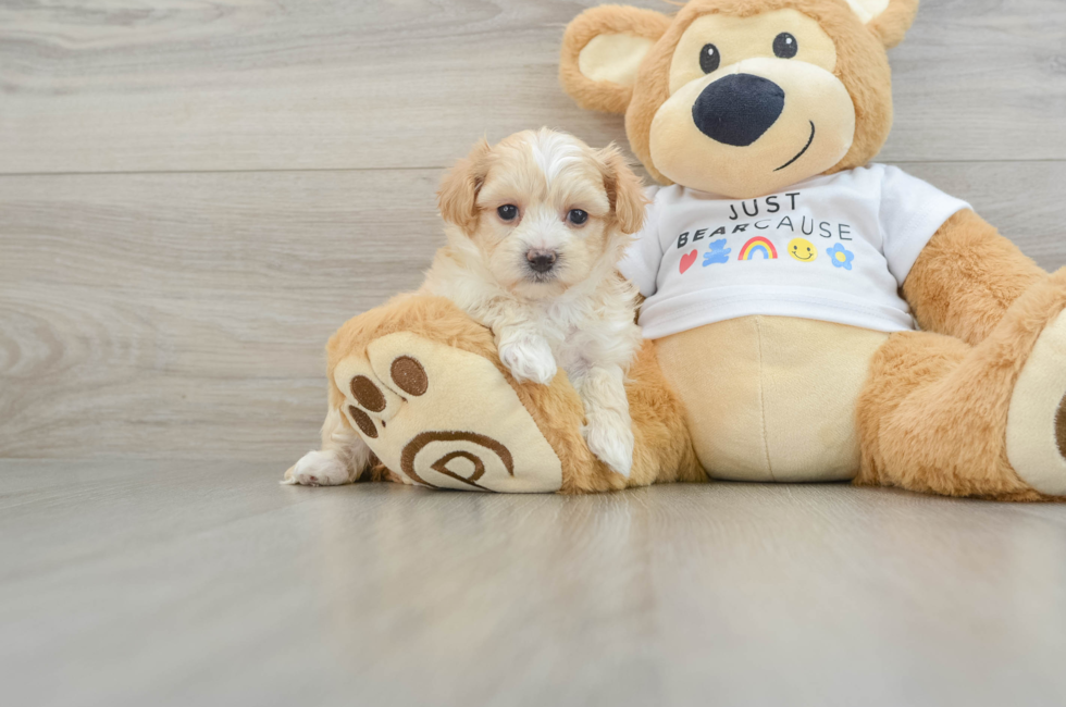 6 week old Maltipoo Puppy For Sale - Premier Pups