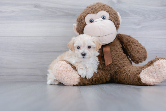 Fluffy Maltipoo Poodle Mix Pup