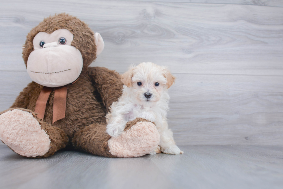 Maltipoo Pup Being Cute