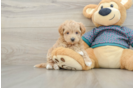 Maltipoo Puppy for Adoption