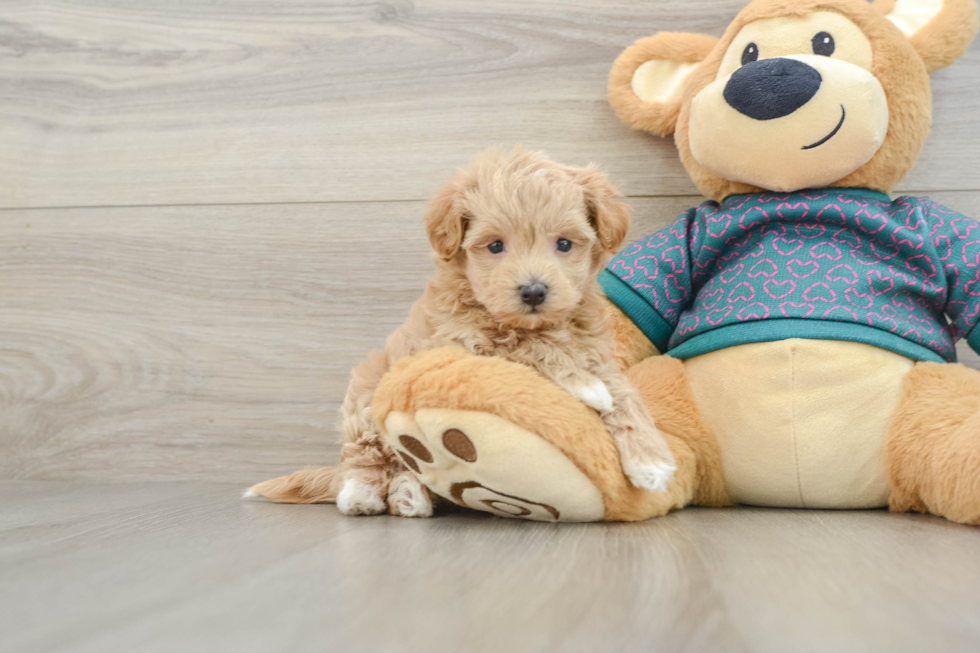Maltipoo Puppy for Adoption