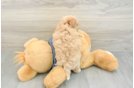 Maltipoo Puppy for Adoption
