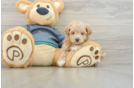 Hypoallergenic Moodle Poodle Mix Puppy
