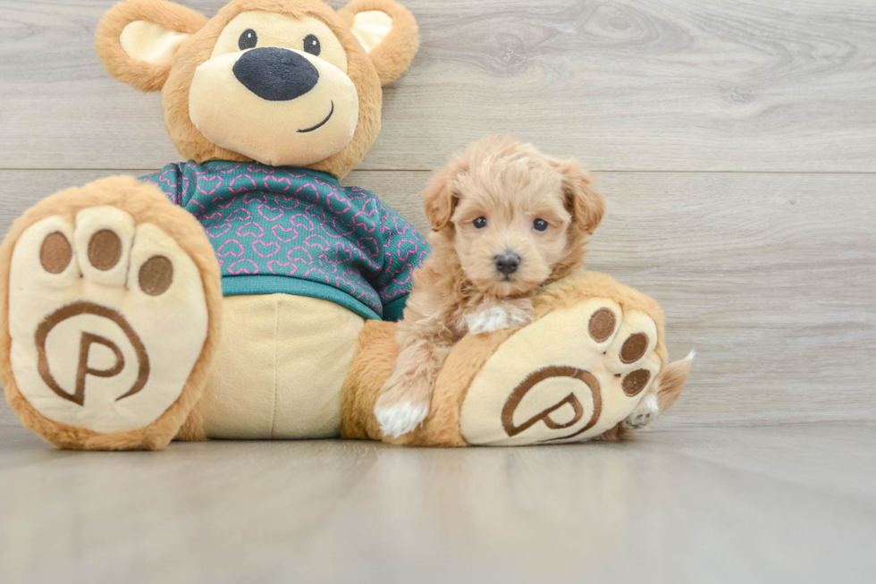 Hypoallergenic Moodle Poodle Mix Puppy