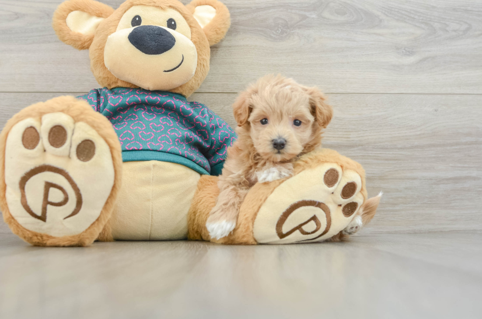 5 week old Maltipoo Puppy For Sale - Premier Pups
