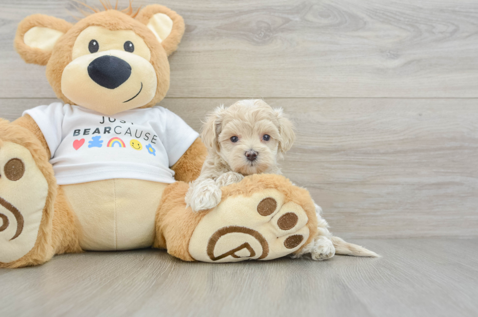 6 week old Maltipoo Puppy For Sale - Premier Pups
