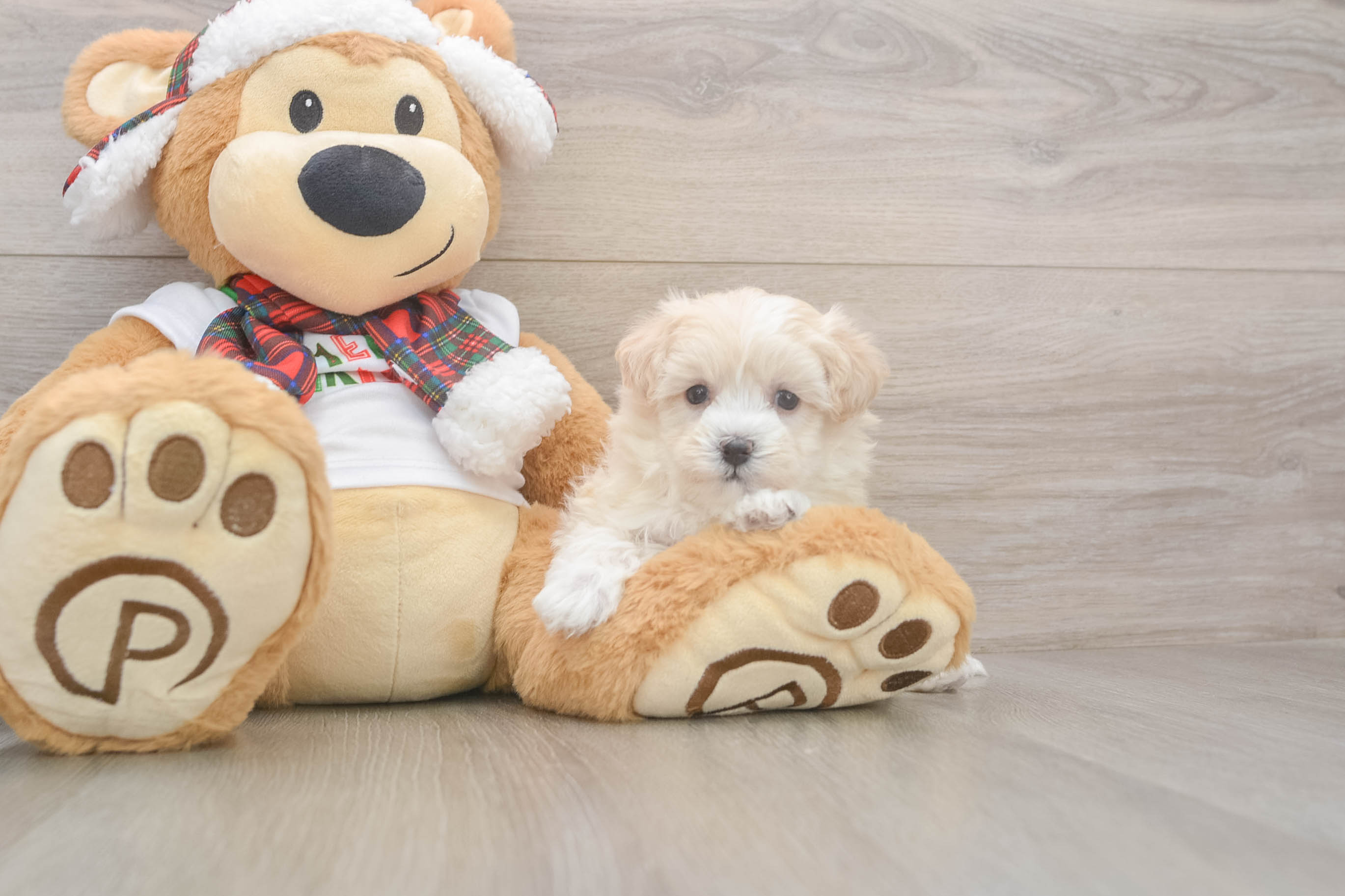 Maltipoo Pup Being Cute