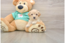 Smart Maltipoo Poodle Mix Pup