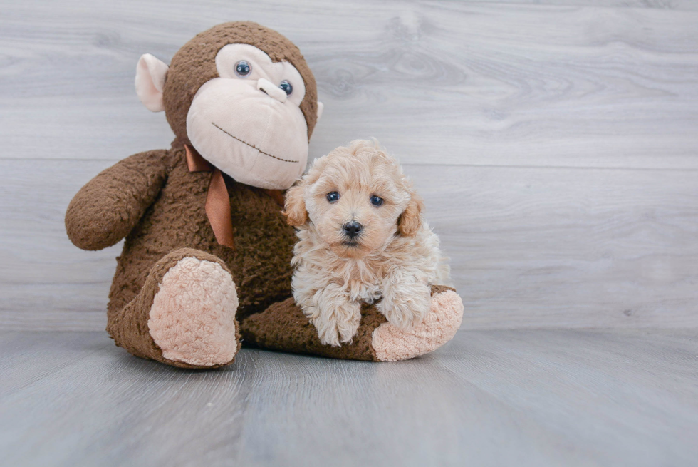 Friendly Maltipoo Baby