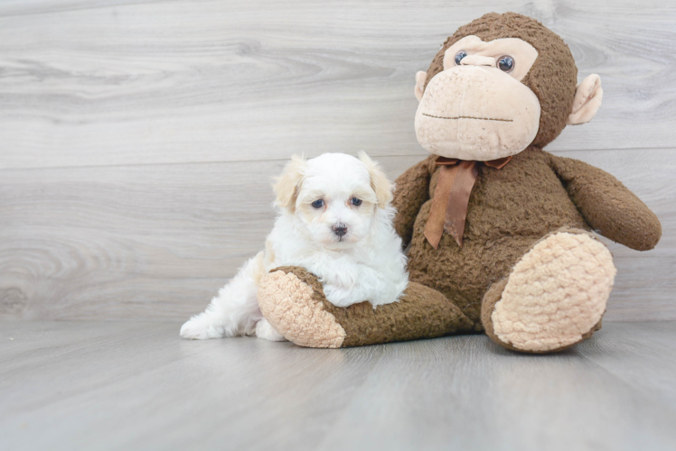 Maltipoo Pup Being Cute