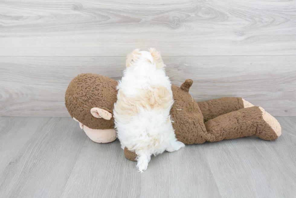 Maltipoo Pup Being Cute