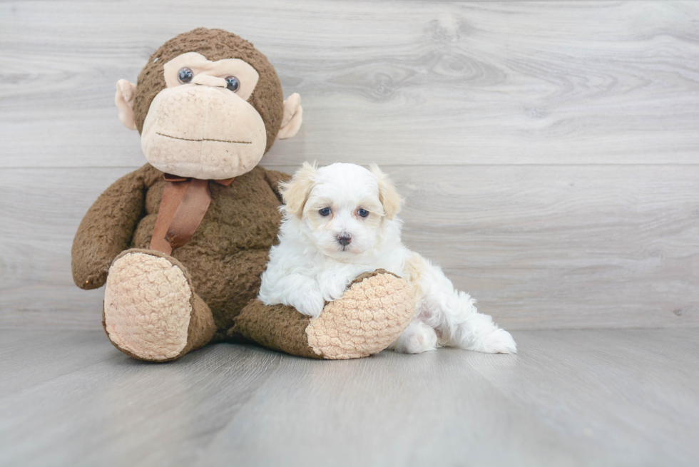 Hypoallergenic Maltepoo Poodle Mix Puppy