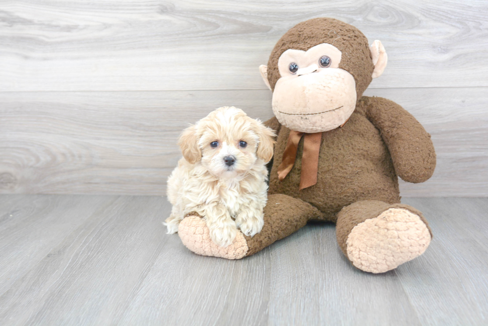 Playful Maltepoo Poodle Mix Puppy