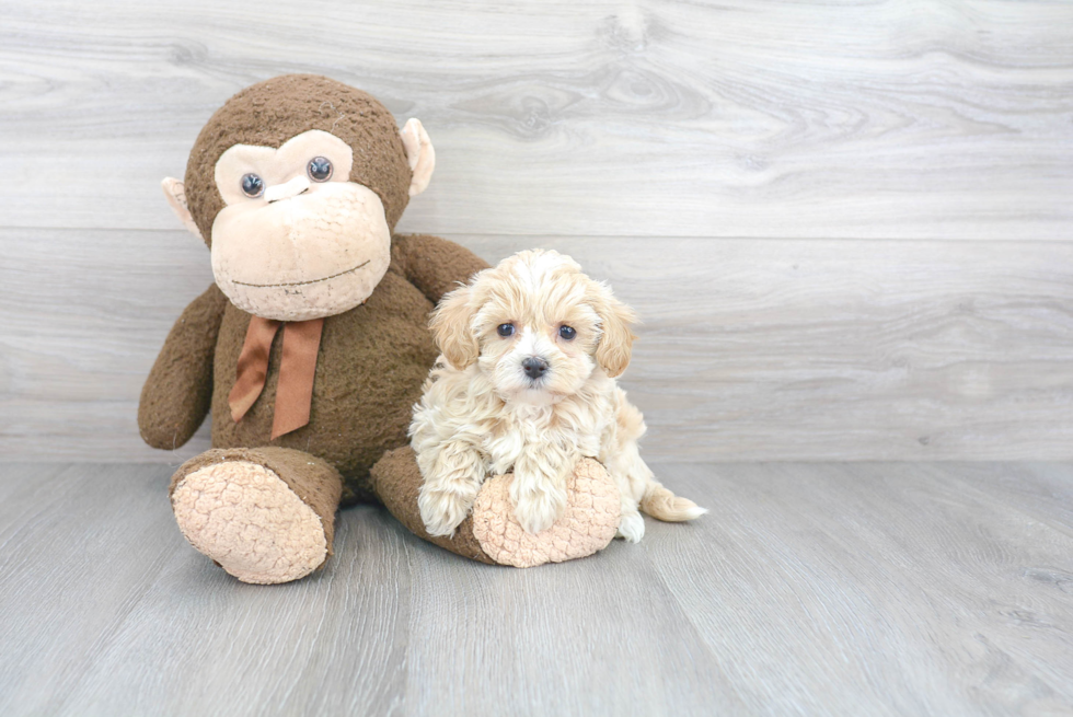 Petite Maltipoo Poodle Mix Pup