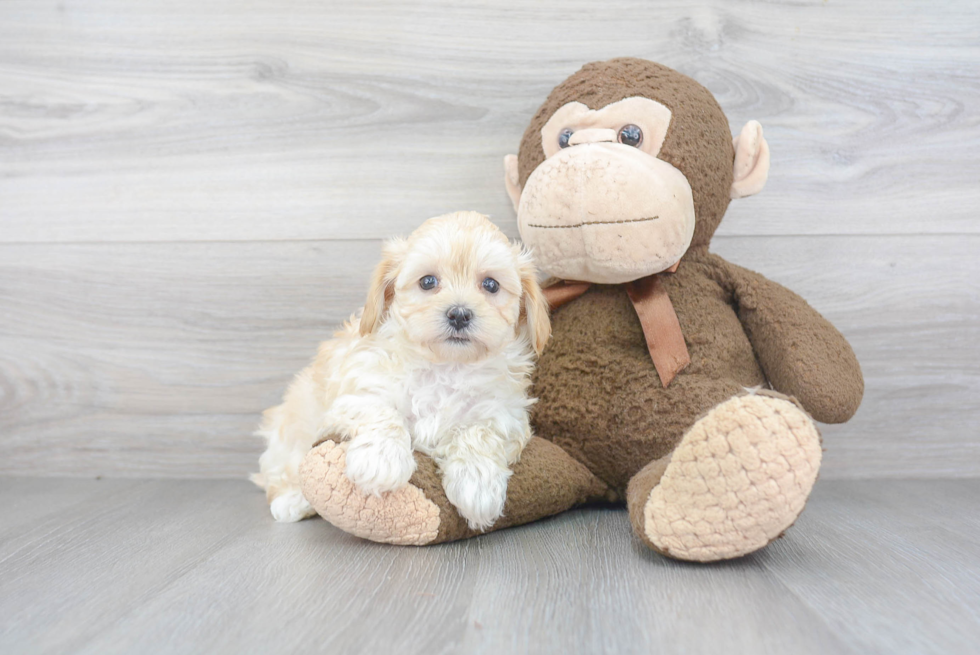 Sweet Maltipoo Baby