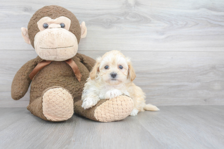 Maltipoo Puppy for Adoption