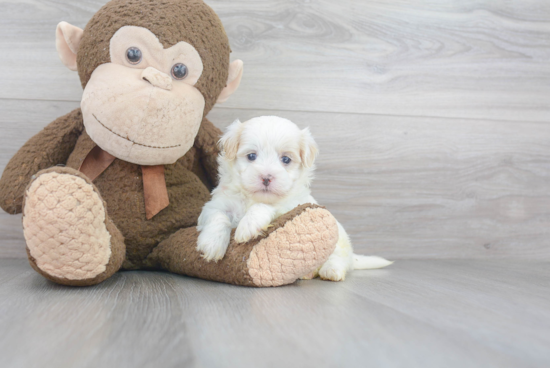 Small Maltipoo Baby