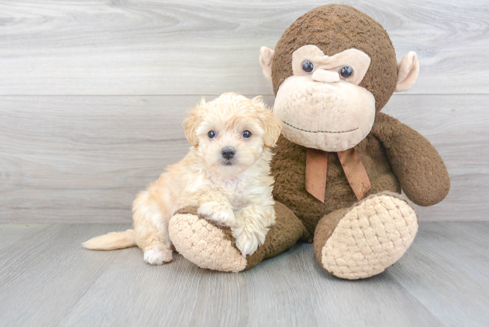 Maltipoo Pup Being Cute