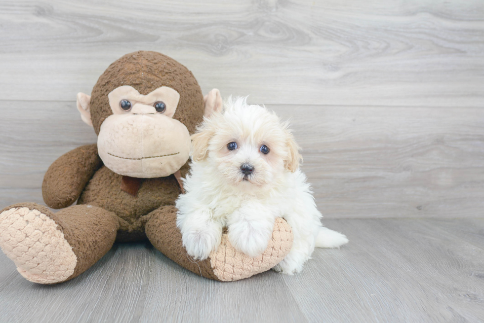 Best Maltipoo Baby