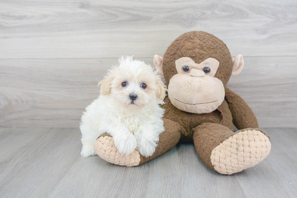 Maltipoo Pup Being Cute