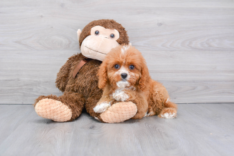 Cute Cavapoo Baby