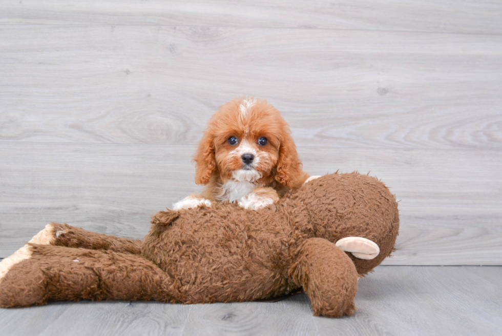 Cavapoo Pup Being Cute