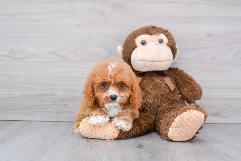 Funny Cavapoo Poodle Mix Pup