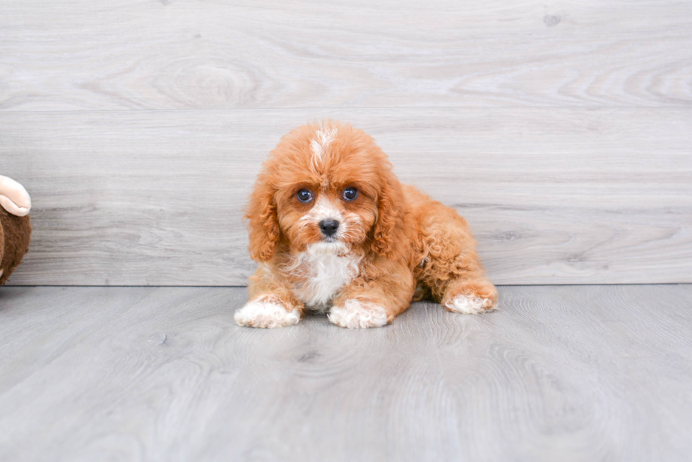 Cavapoo Pup Being Cute