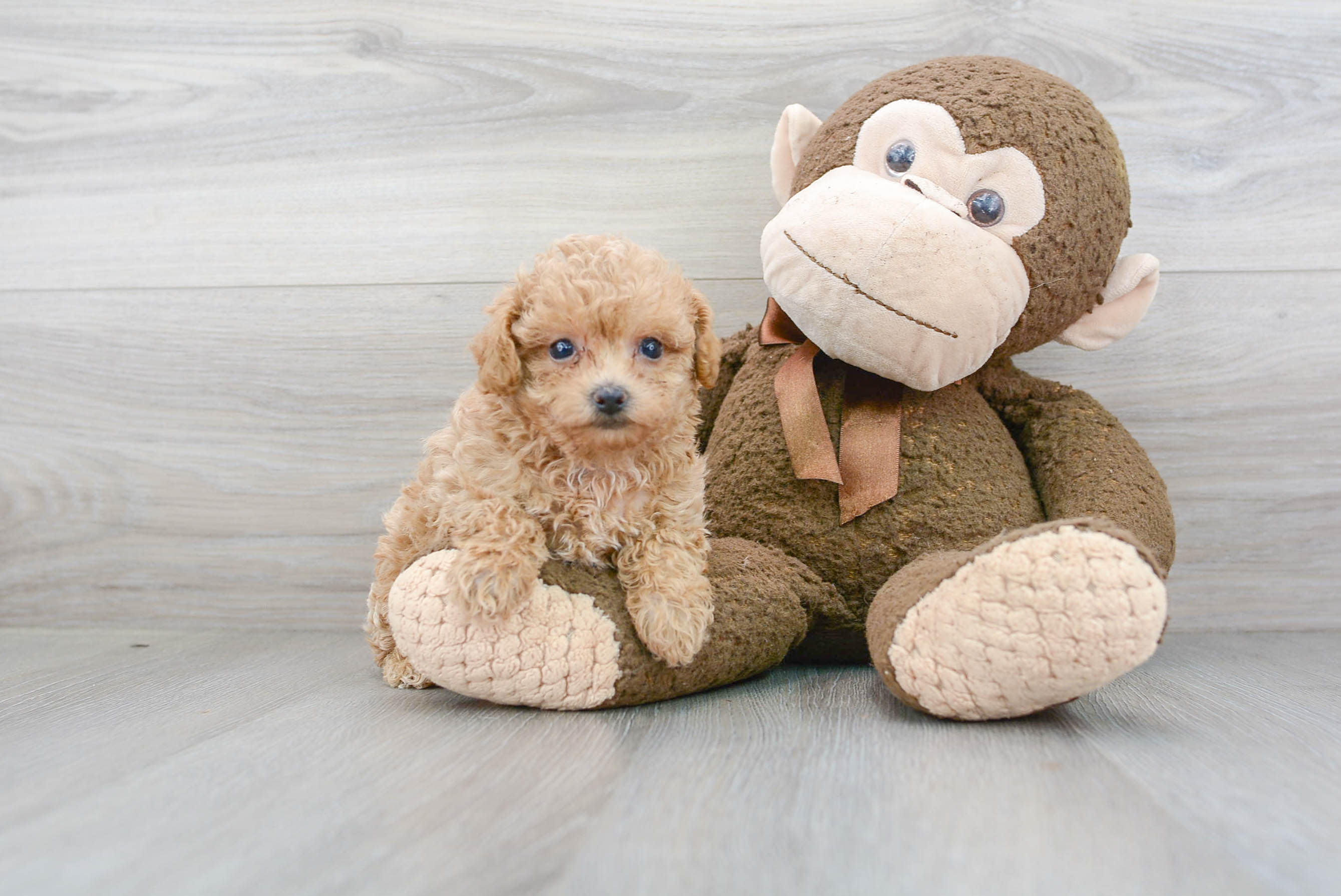 Adorable Maltese Poodle Poodle Mix Puppy