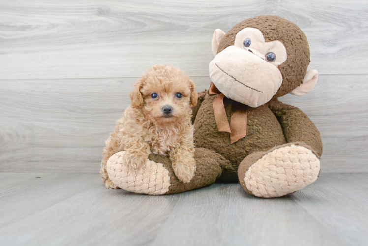 Adorable Maltese Poodle Poodle Mix Puppy