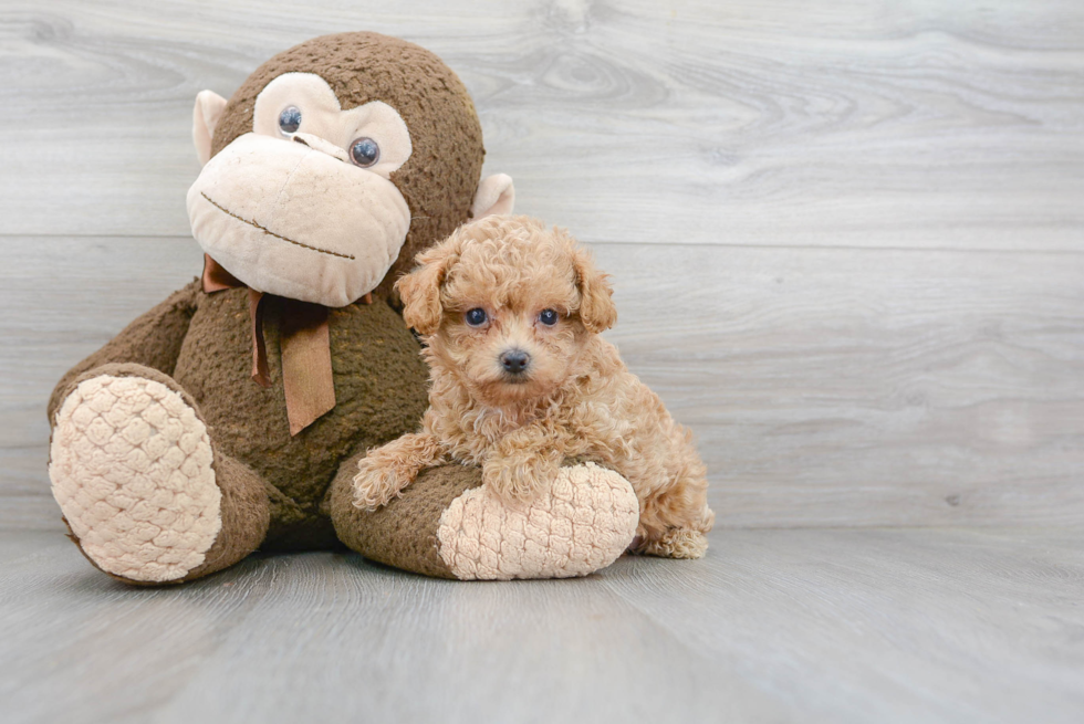 Adorable Maltese Poodle Poodle Mix Puppy