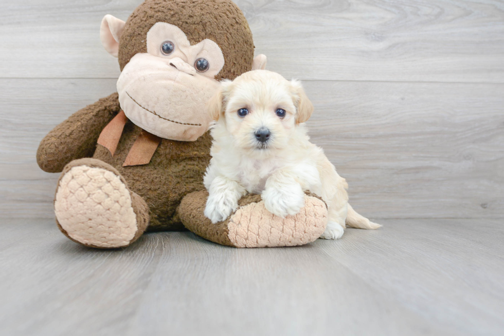 Best Maltipoo Baby