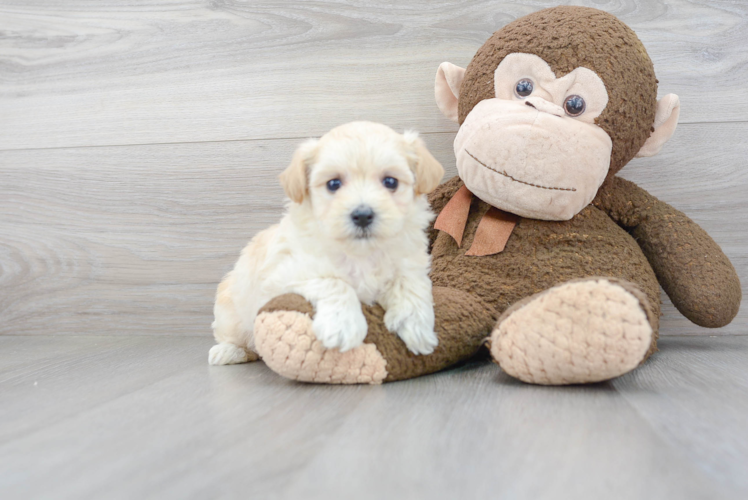 Happy Maltipoo Baby