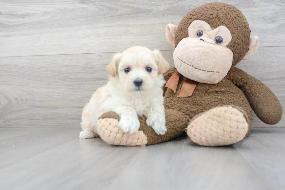 Happy Maltipoo Baby