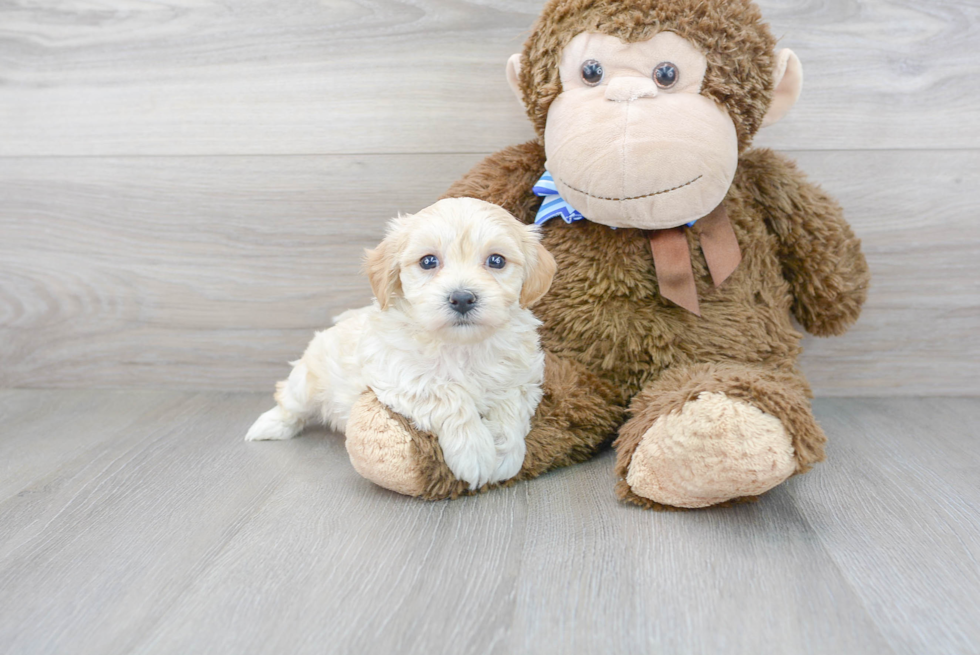 Sweet Maltipoo Baby