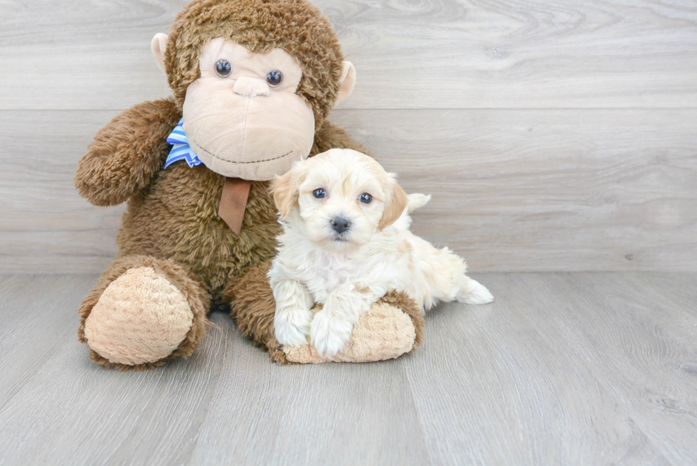 Maltipoo Pup Being Cute