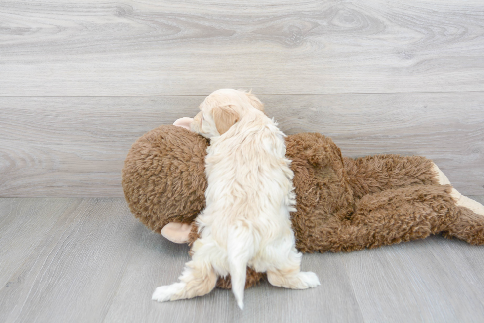 Maltipoo Pup Being Cute